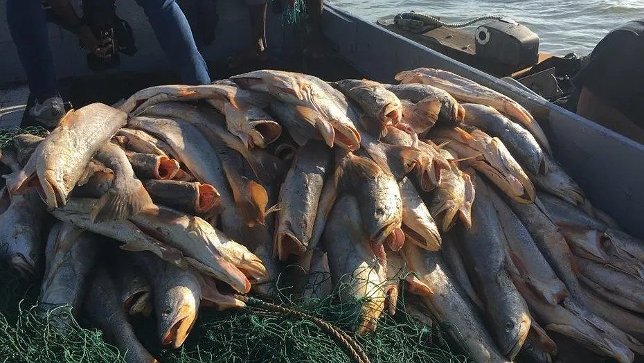 Illustration - Contre des pêcheurs brésiliens