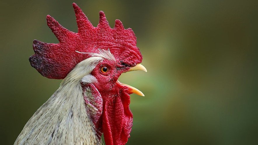 Illustration - Un militant du garde-à-vous