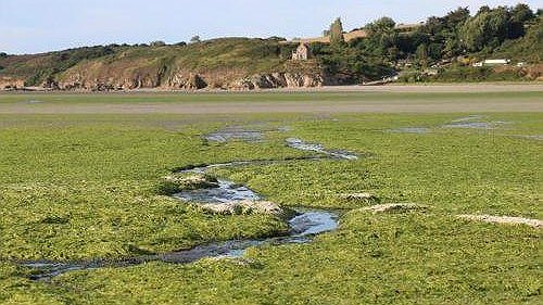 Illustration - Marée verte en Bretagne : les pollueurs de l’agro-industrie