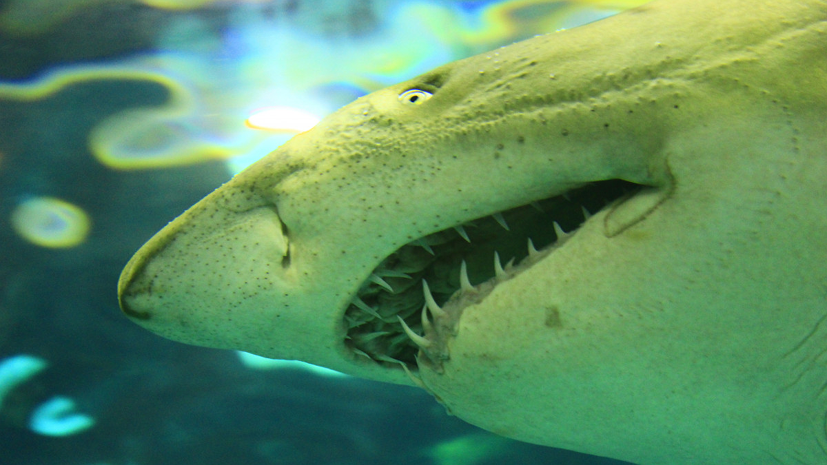 Illustration - Les dents de la mer sont en or