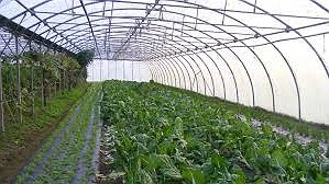 Illustration - Des saisonniers marocains en grève pour toucher leur paye !