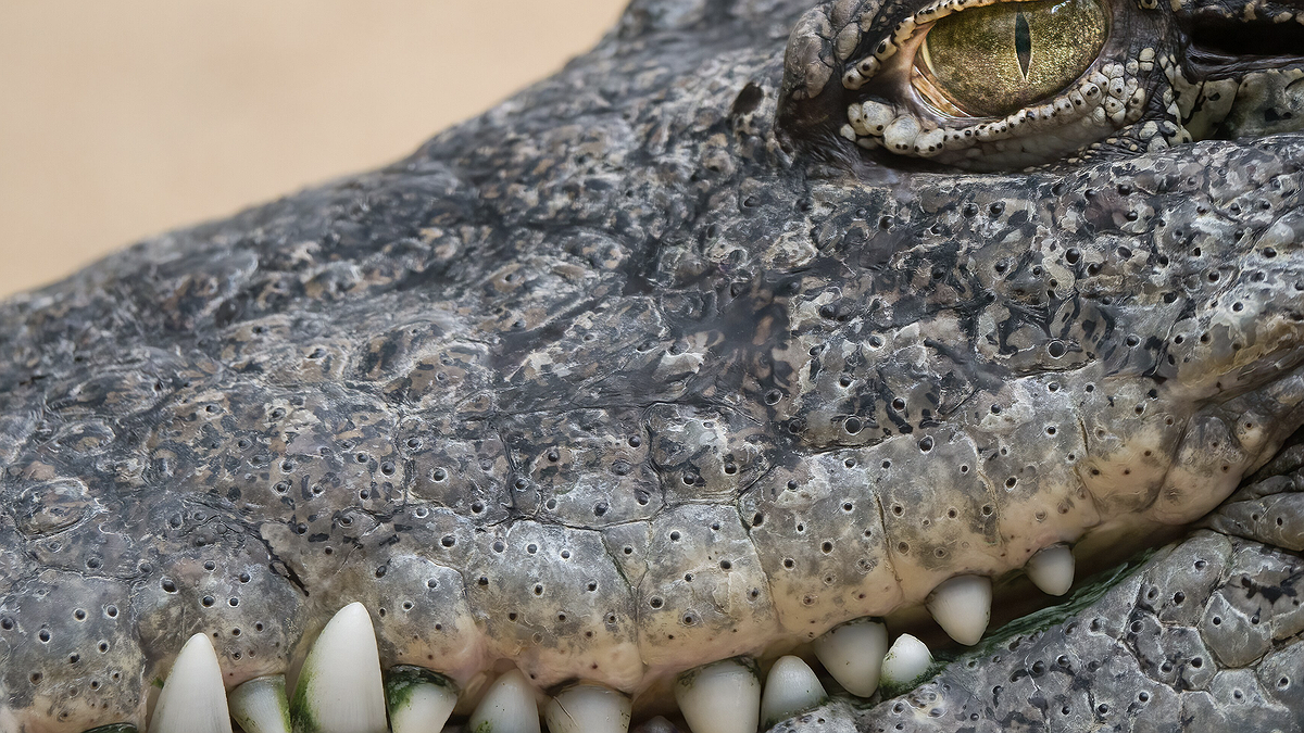 Illustration - les plus dangereux ne sont pas les crocodiles